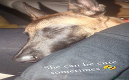 Belgian Shepherd Dog dogs for sale: Belgian malinois  - Advert 7