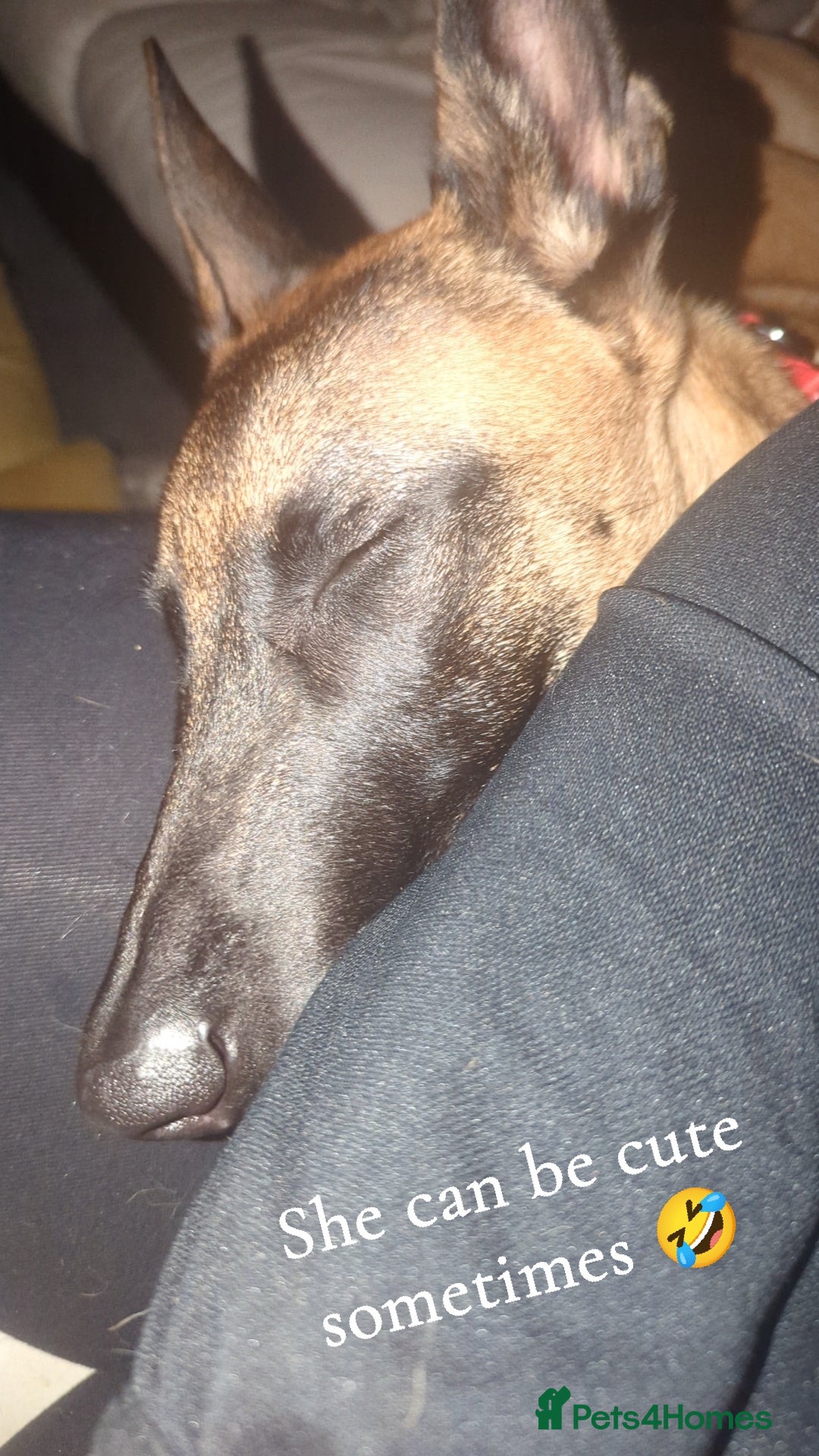 Belgian Shepherd Dog dogs for sale: Belgian malinois  - Advert 7