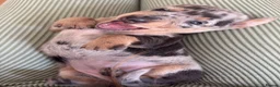 Miniature Dachshund dogs for sale: KC Registered miniature dachshund puppies  - Advert 26