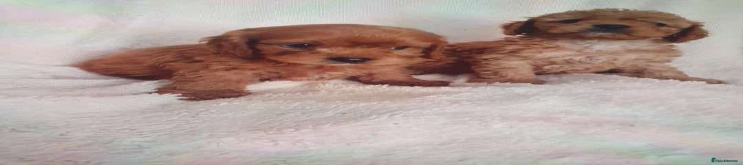 Cavapoo Puppy 3