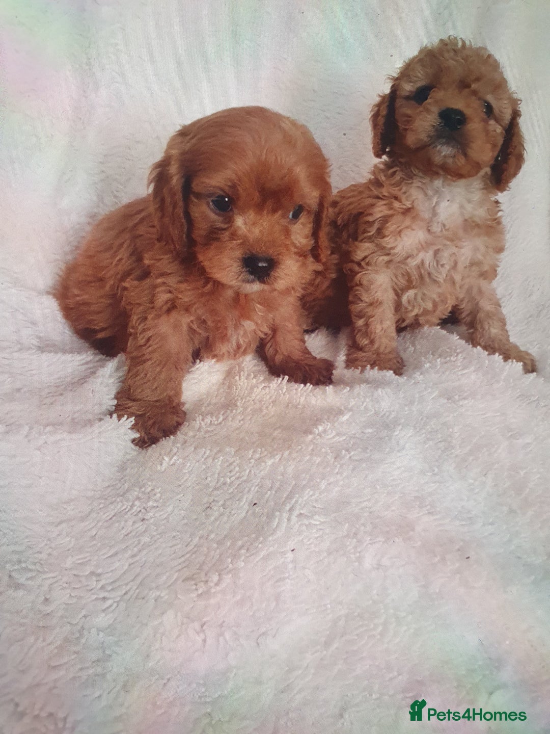 Cavapoo dogs for sale: Toy cavapoos f1  - Image 5