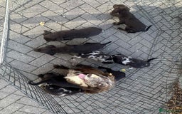 Mixed Breed dogs for sale: Cocker spaniel  - Advert 1