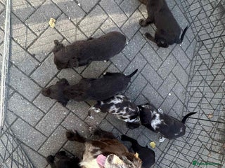 Mixed Breed dogs for sale: Cocker spaniel - Advert 1