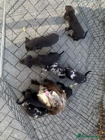 Mixed Breed dogs - Advert 2