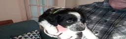 Mixed Breed dogs for sale: Dollie x Long Haired Border Collie Puppies  in Campbeltown - Advert 34