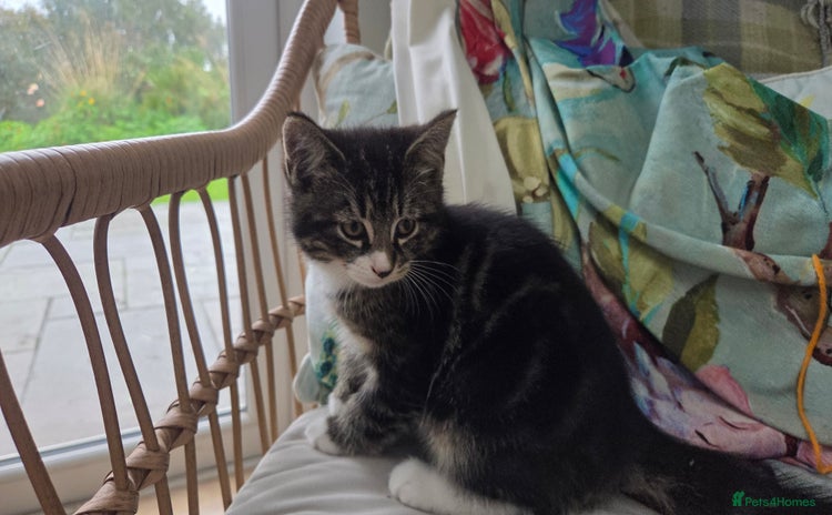 Mixed Breed cats - Advert 1