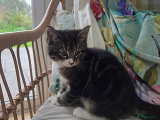 Mixed Breed cats - Advert 2