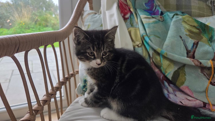 Mixed Breed cats - Advert 1