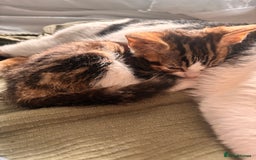 Mixed Breed cats for sale: Kittens  - Advert 3