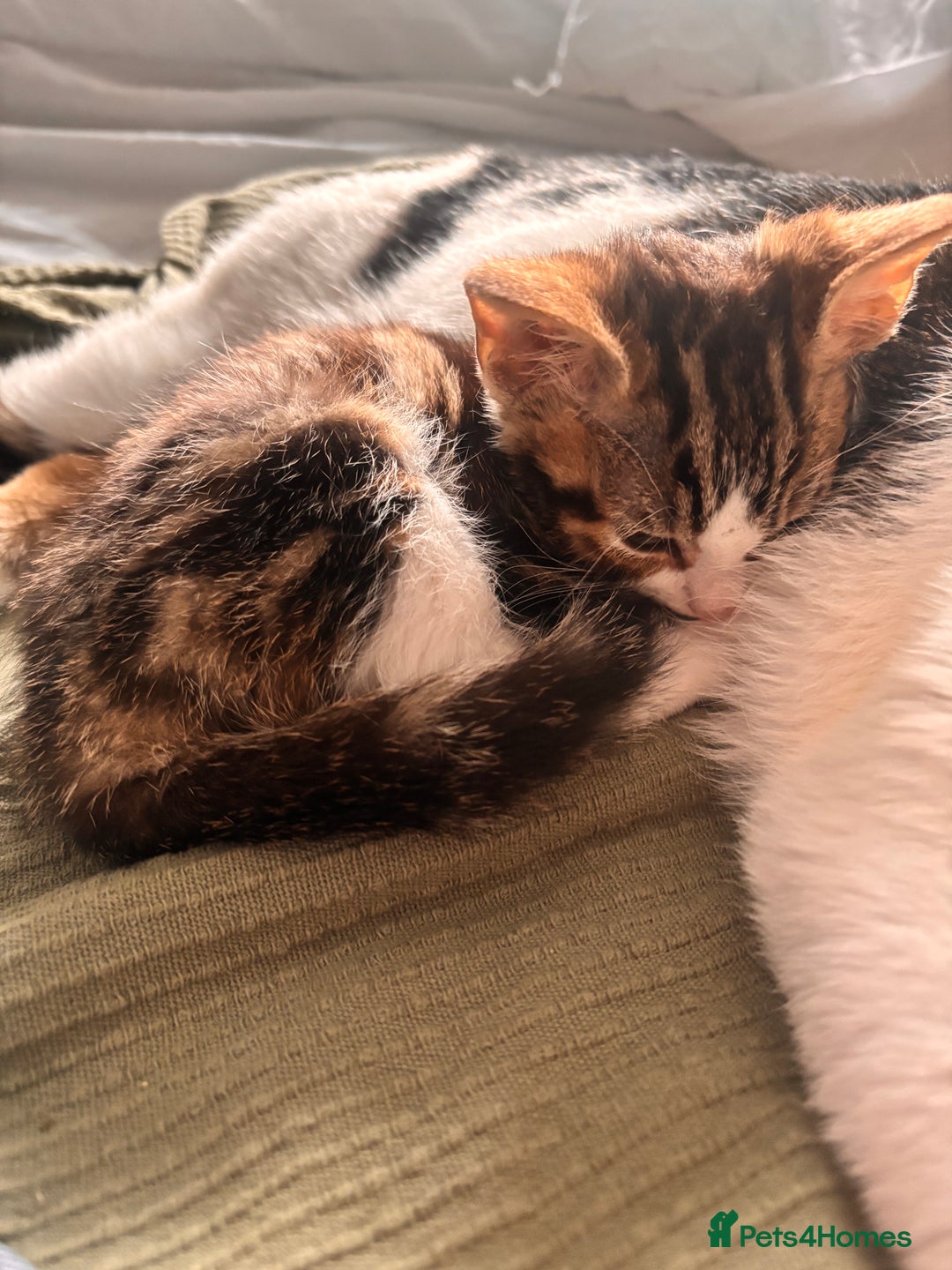 Mixed Breed cats for sale: Kittens  - Advert 3