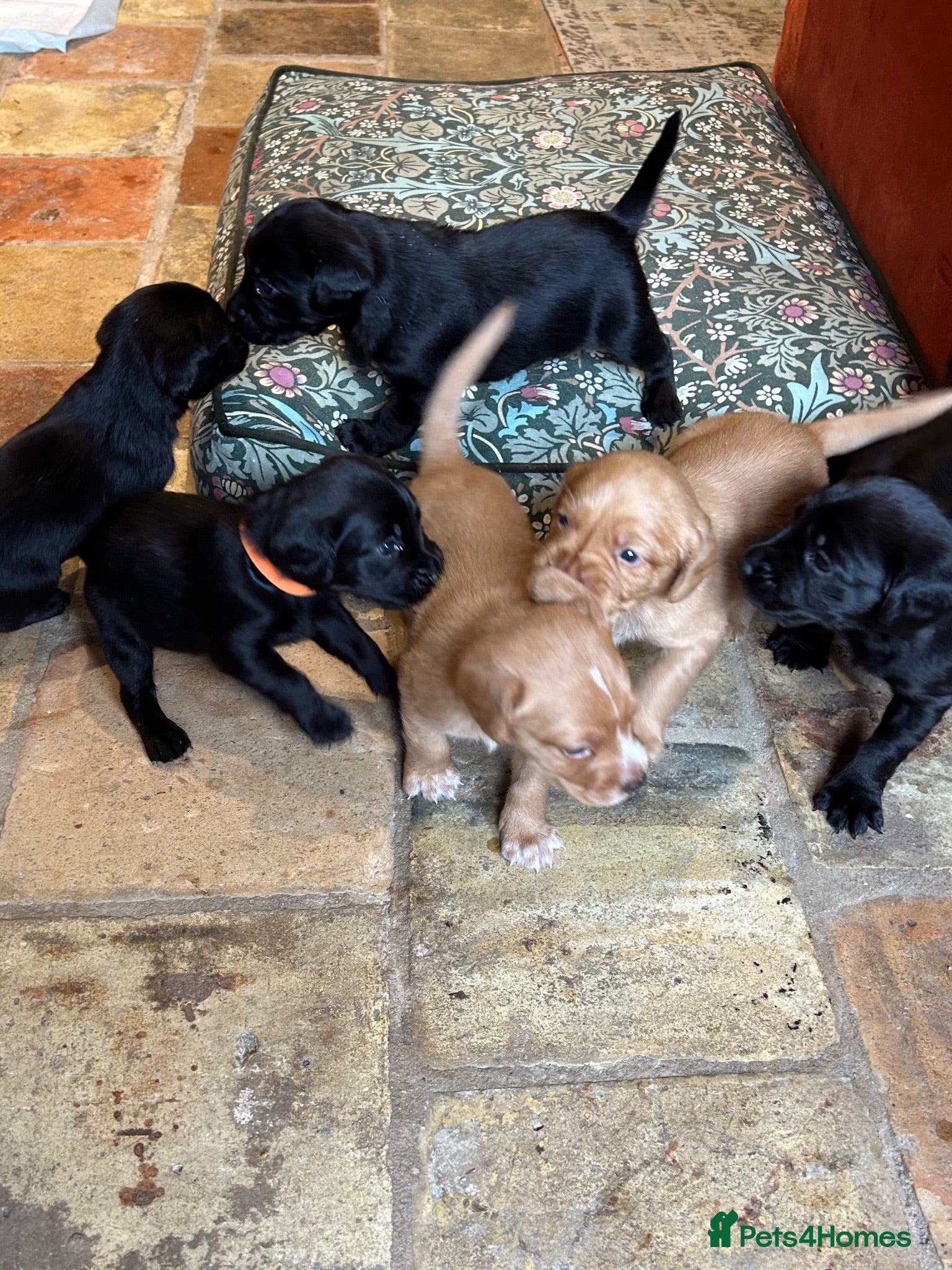 Cockerdor dogs 4 remaining beautiful Cockador puppies - Advert 2