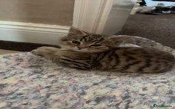 Persian cats for sale: PERSIAN X in Bradford - Image 10