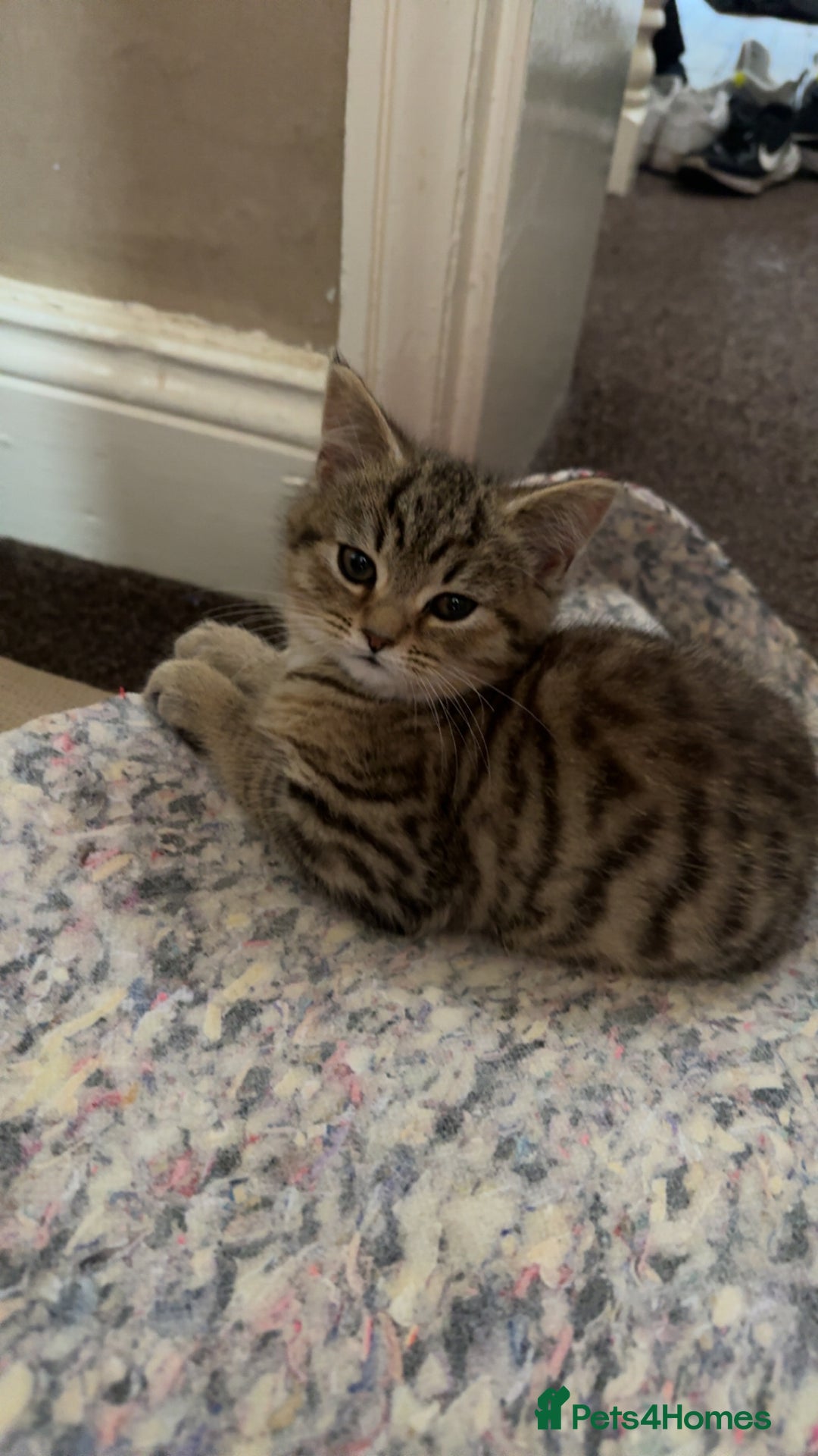 Persian cats for sale: PERSIAN X in Bradford - Image 10