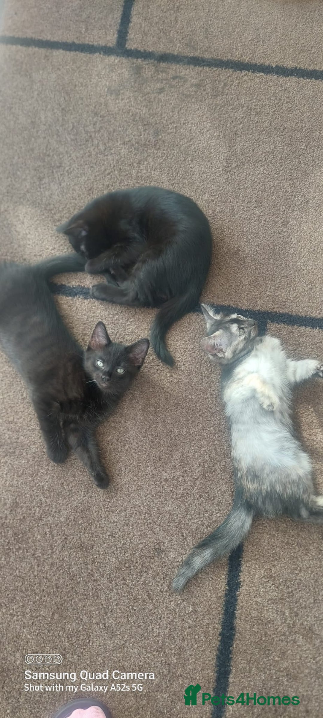 Mixed Breed cats for sale: Ragdoll X kittens - Image 9