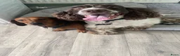 Dachshund dogs for sale: Dachsund/mini Dax mix boy - Advert 2
