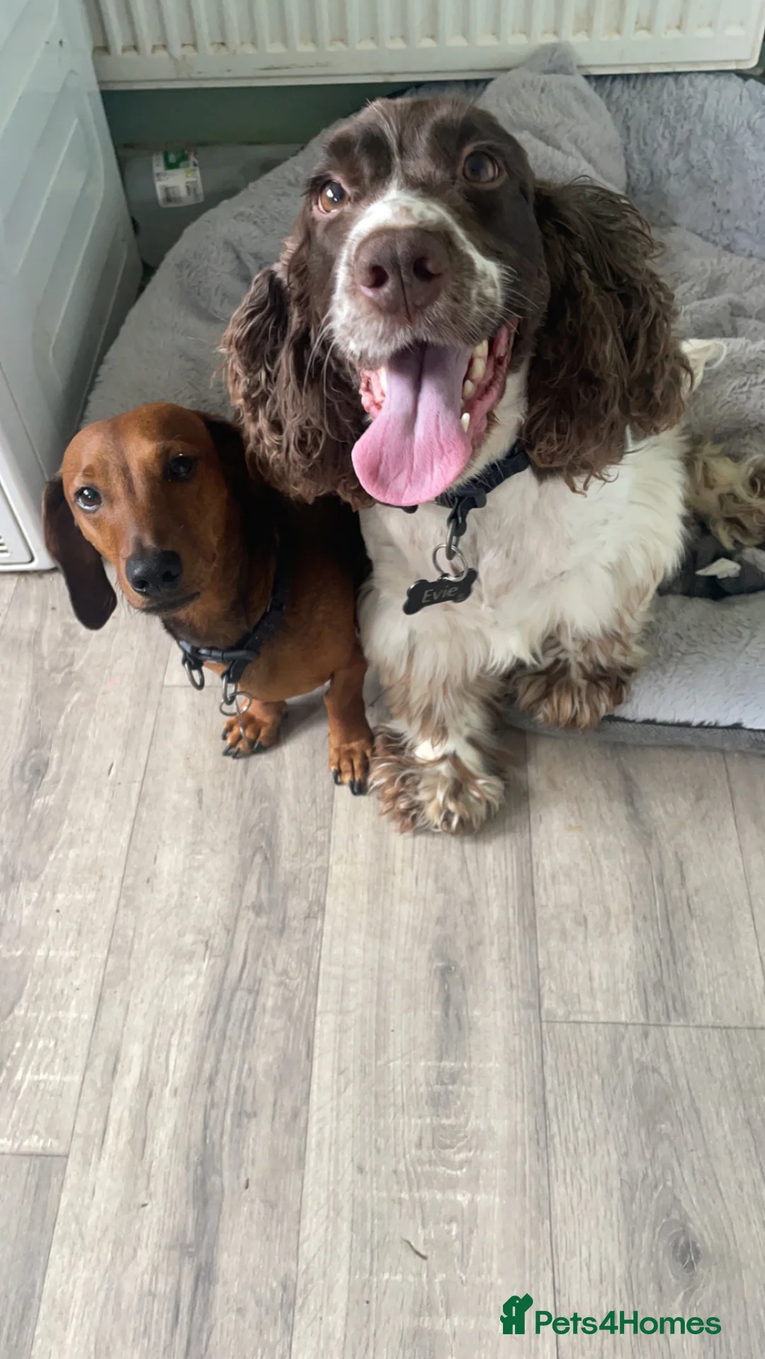 Dachshund dogs for sale: Dachsund/mini Dax mix boy - Advert 2