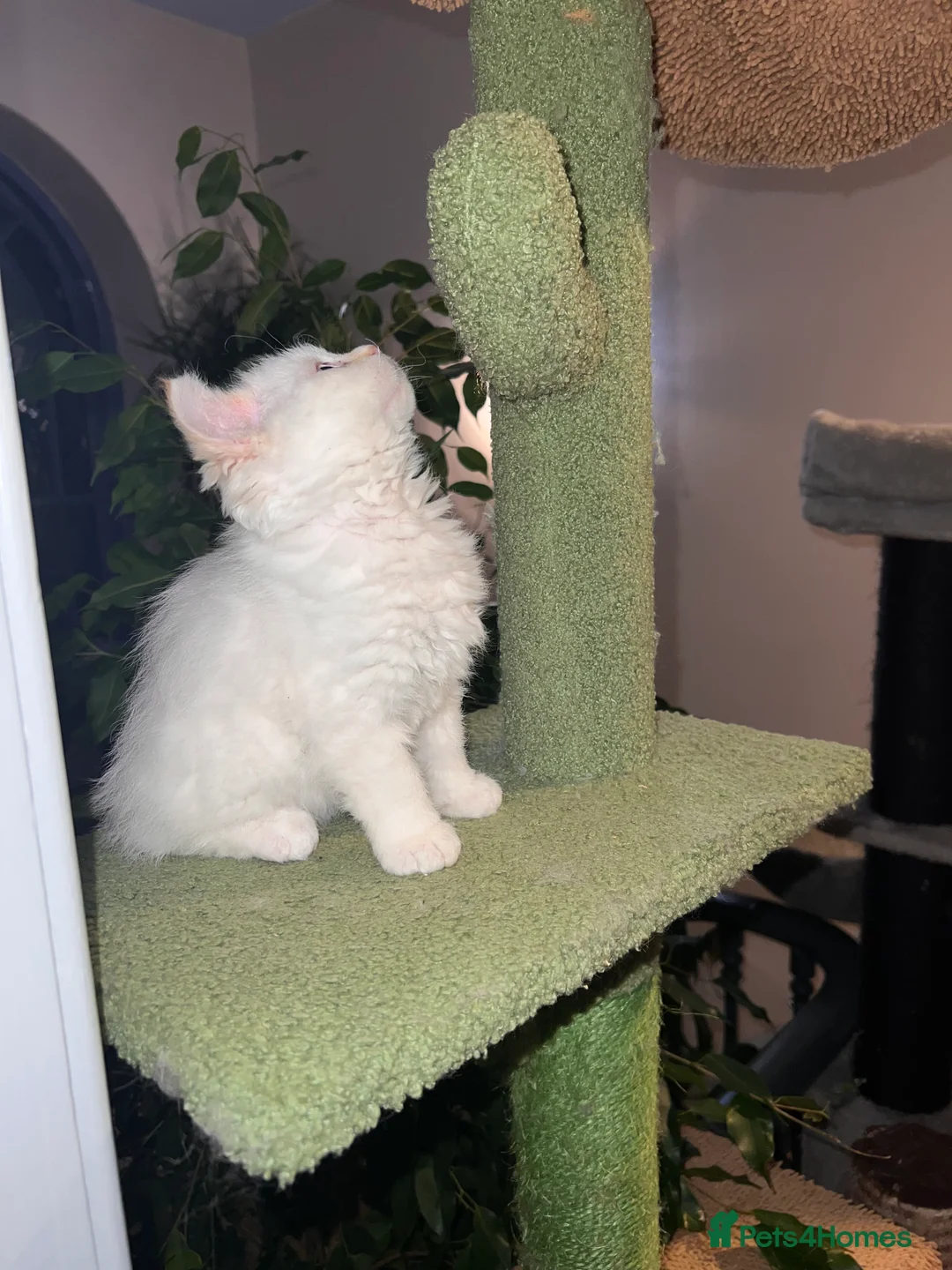 Selkirk Rex cats for sale: Stunning Selkirk rex kittens - Advert 14