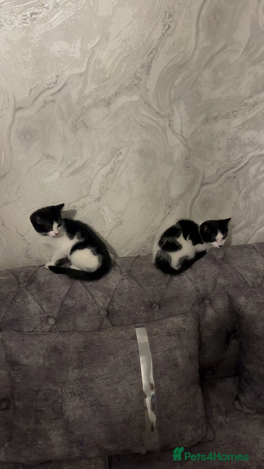 British Shorthair cats for sale: 2 lovely black and white shorthairs - Advert 26