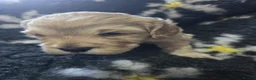 Cockapoo dogs for sale: Litter of 5 beautiful F1 cockapoos  - Advert 18
