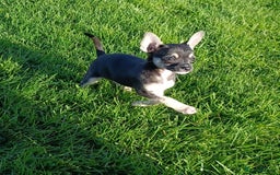 Mixed Breed dogs for sale: Stu 3/4 Chihuahua x Italian greyhound puppies - Advert 11