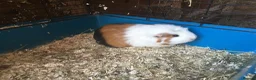 Guinea Pig rodents for sale: Female guinea pigs  - Advert 2