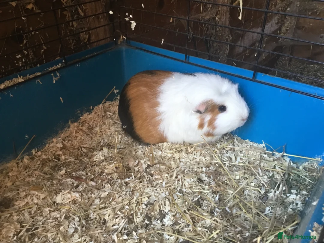 Guinea Pig rodents for sale: Female guinea pigs  - Advert 2