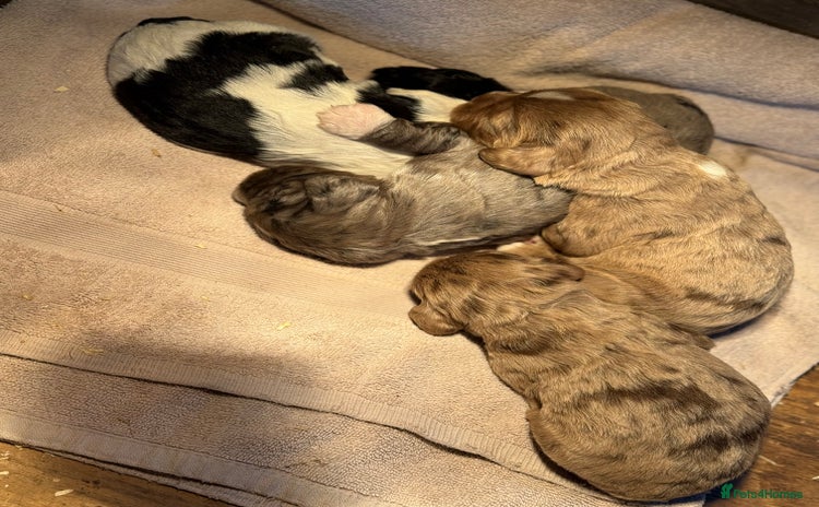 Cocker Spaniel dogs - Advert 10