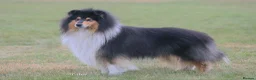 Rough Collie dogs for sale: KC Rough Collie Puppies Sable & White - Advert 11