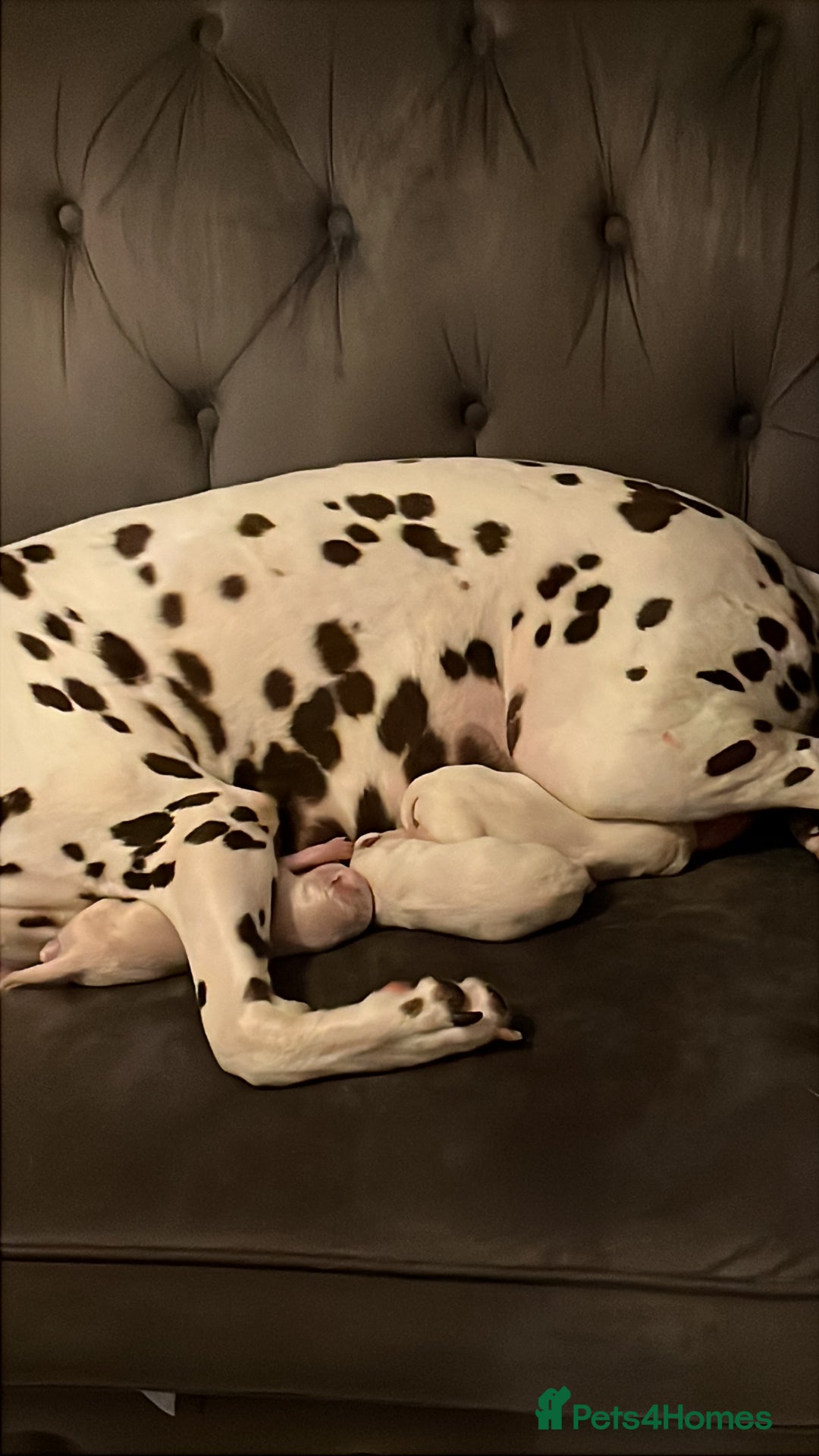 Dalmatian dogs for sale: Dalmatian puppies - Image 9