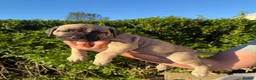 Cane Corso dogs for sale: Merle chunky Cane Corso X Bandogge puppies  - Advert 10