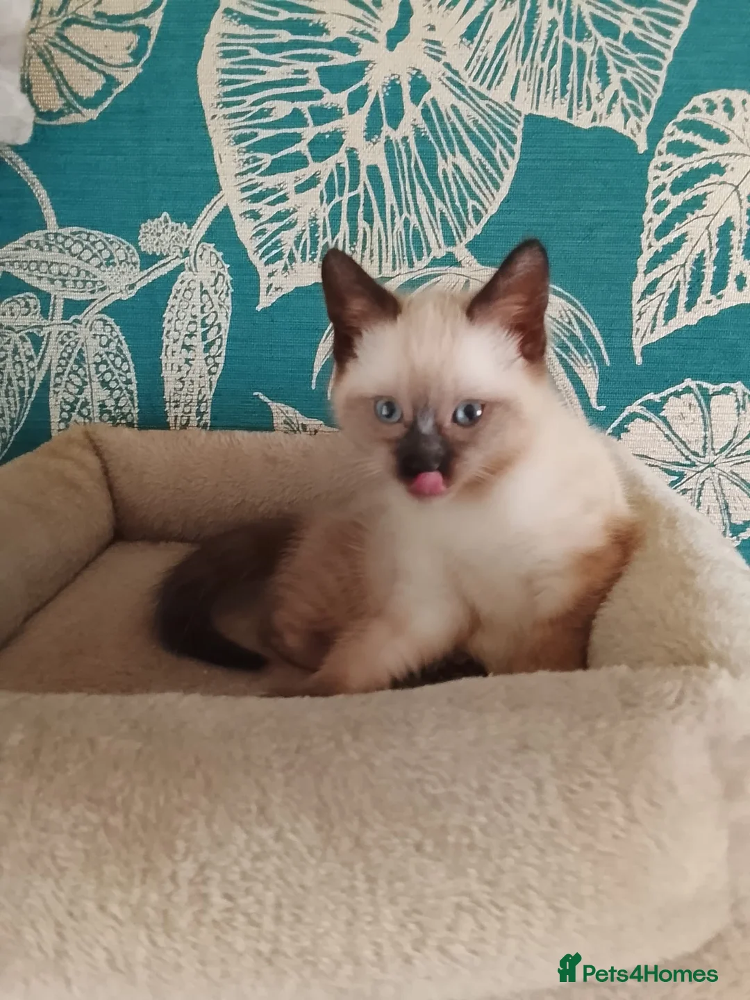 Siamese cats for sale: (1 Left)beautiful Kitten Lokking forever Home 🏡❤️ - Advert 17
