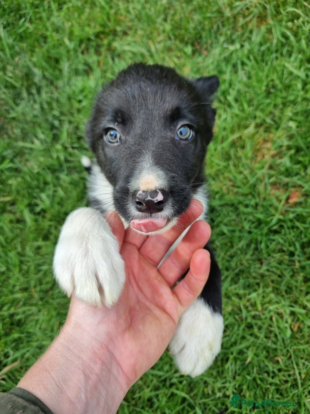 Border Collie dogs for sale: Pedigree Border Collie Puppies in Northampton - Image 1