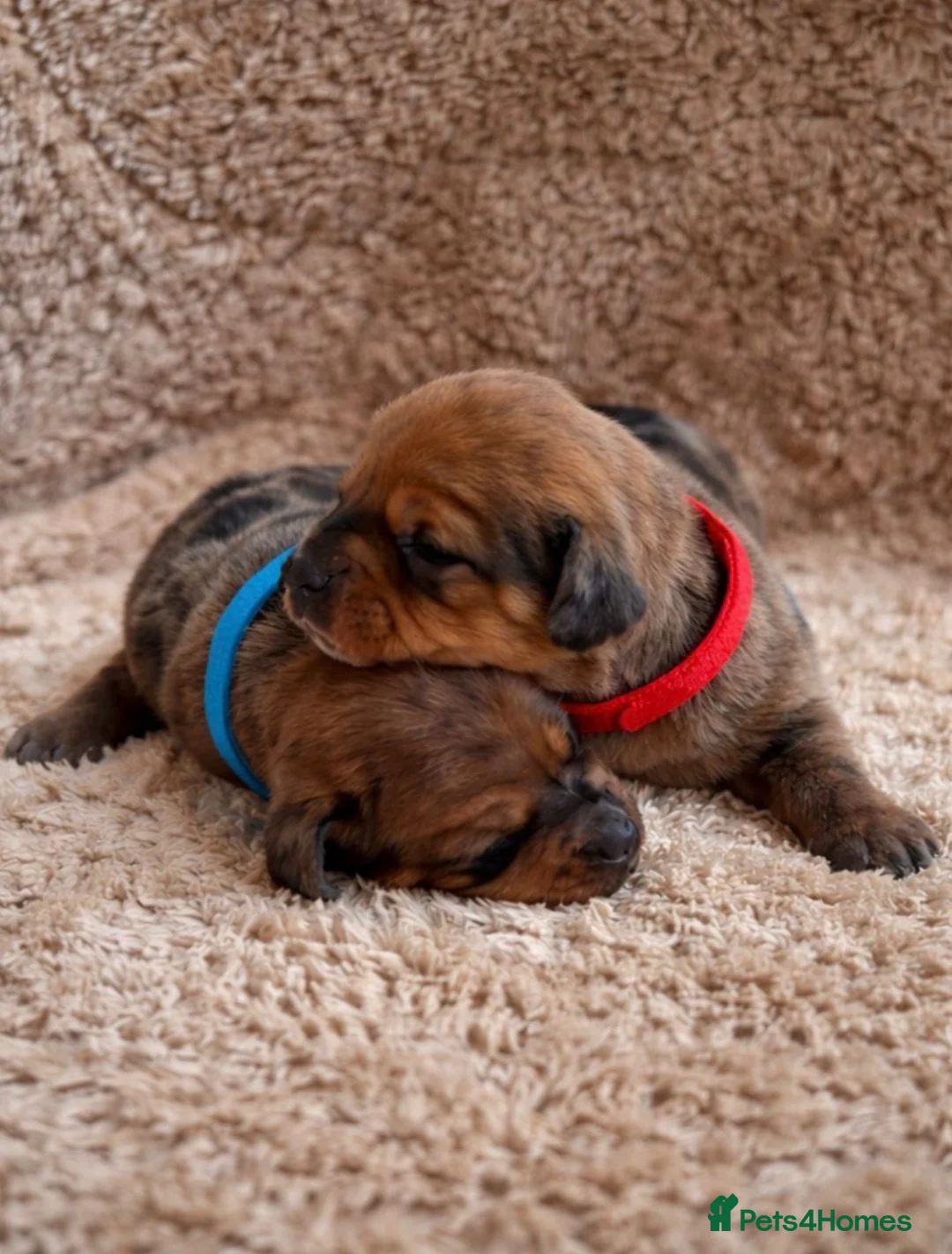 Miniature Dachshund dogs for sale: KC Registered Smooth Haired Mini Dachshund Puppies - Advert 1