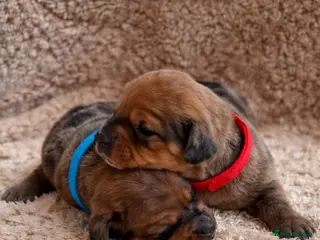 Miniature Dachshund dogs KC Registered Smooth Haired Mini Dachshund Puppies - Advert 1