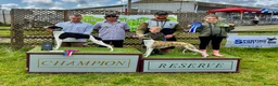 Whippet dogs for sale: KC Whippet Puppies Champion Sired Ready June  - Advert 3