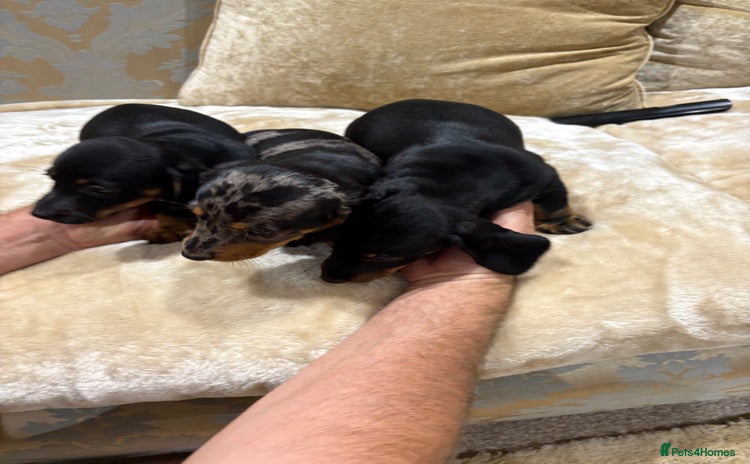 Dachshund dogs - Advert 1