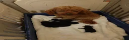 Cavapoo dogs for sale: ADORABLE DNA TESTED TOY CAVAPOO PUPPY'S  - Advert 31
