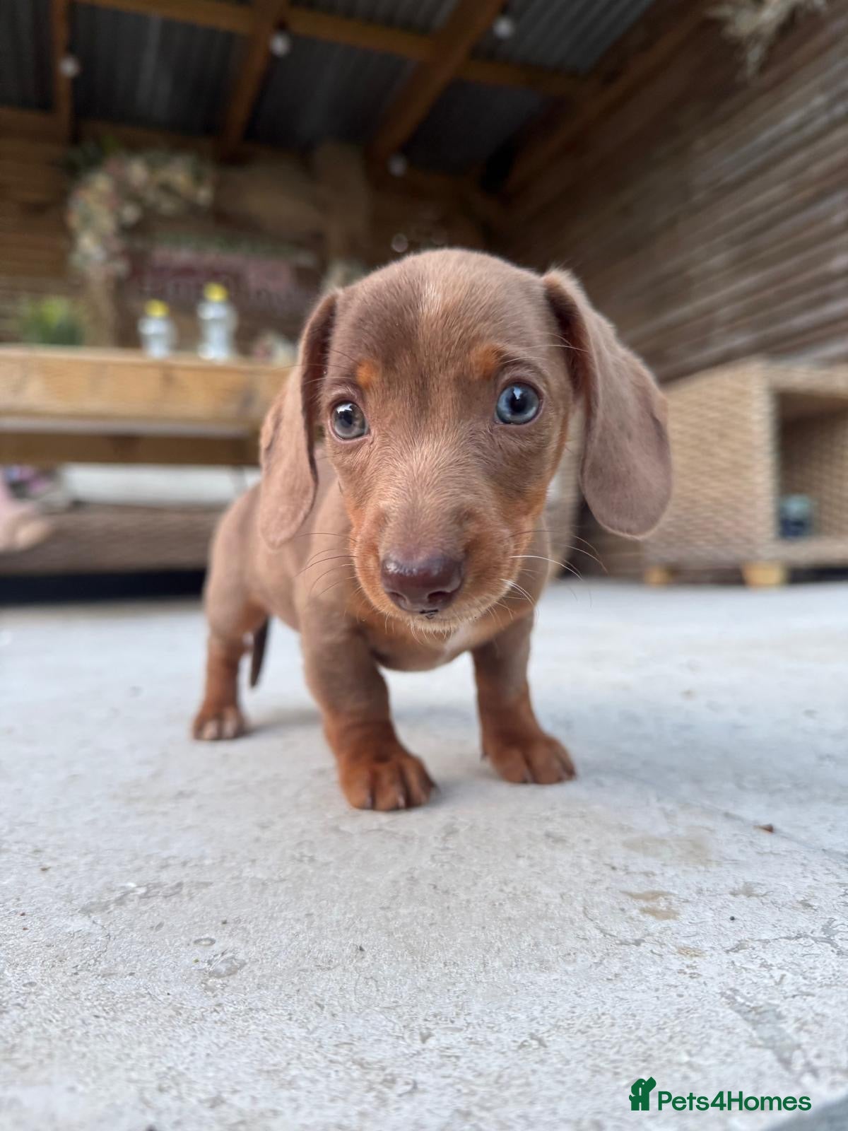 Miniature Dachshund dogs Last GIRL left - Isabella & Tan dapple - Advert 3