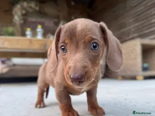 Miniature Dachshund dogs Last GIRL left - Isabella & Tan dapple - Advert 3