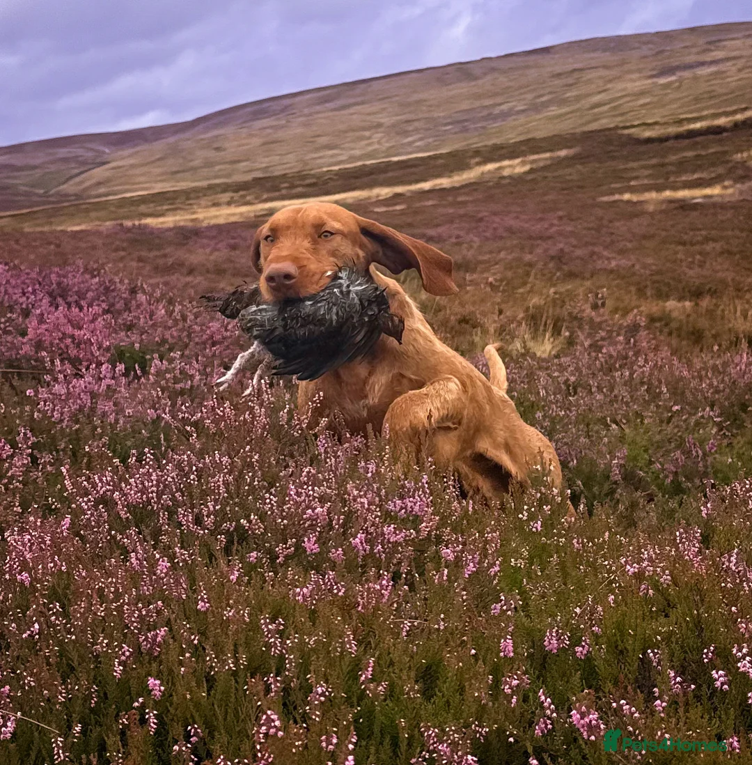 Hungarian Vizsla dogs for stud: Imported Head keeper owned stud  in Skipton - Advert 8