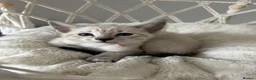 Siamese cats for sale: 7 Siamese Kittens  - Advert 10