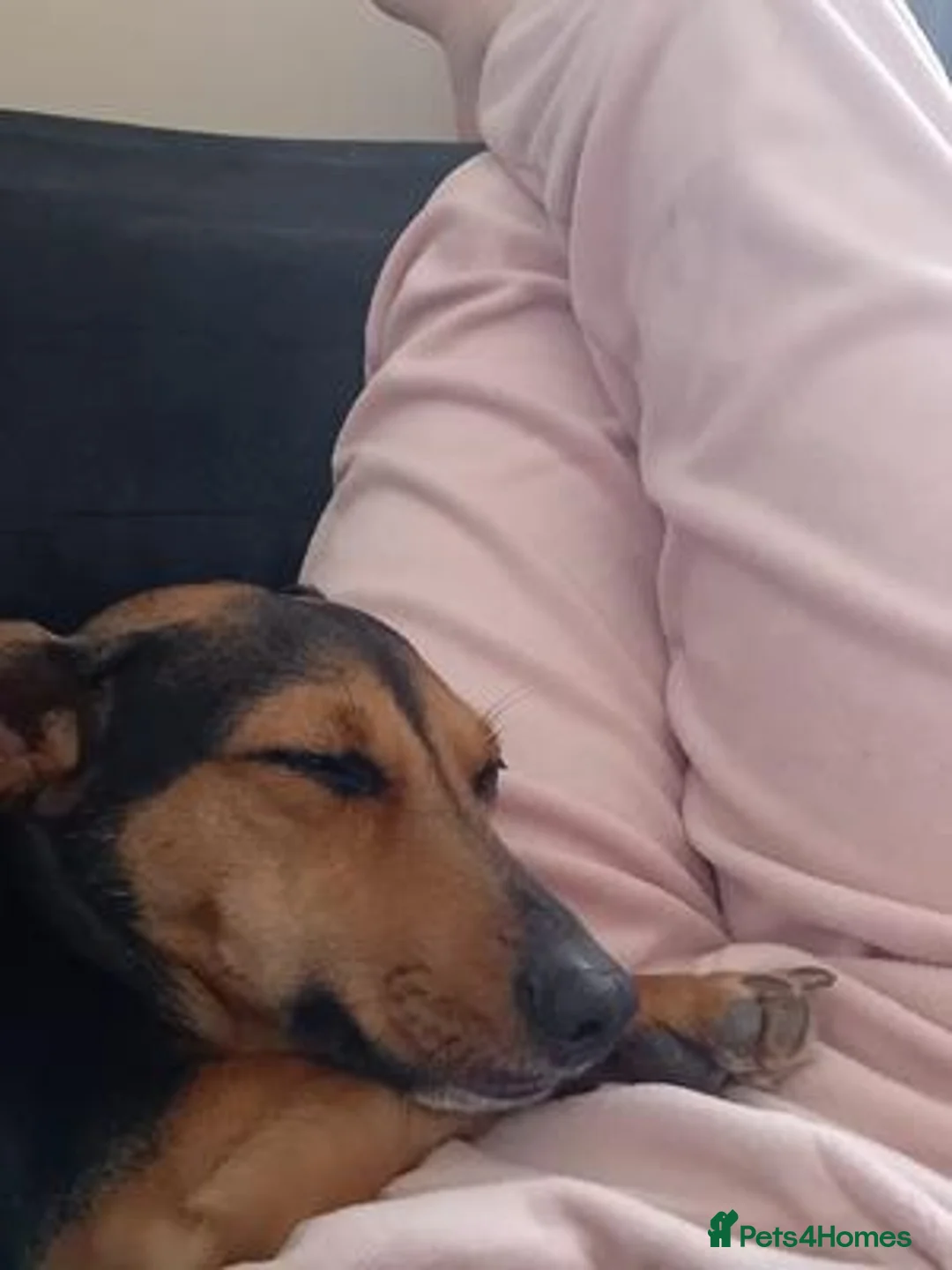 Miniature Dachshund dogs for sale: looking for a loving new home for my stunning girl in Edinburgh - Advert 2