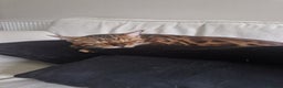 Bengal cats for sale: Gorgeous Bengal Glitter Boy - Advert 3