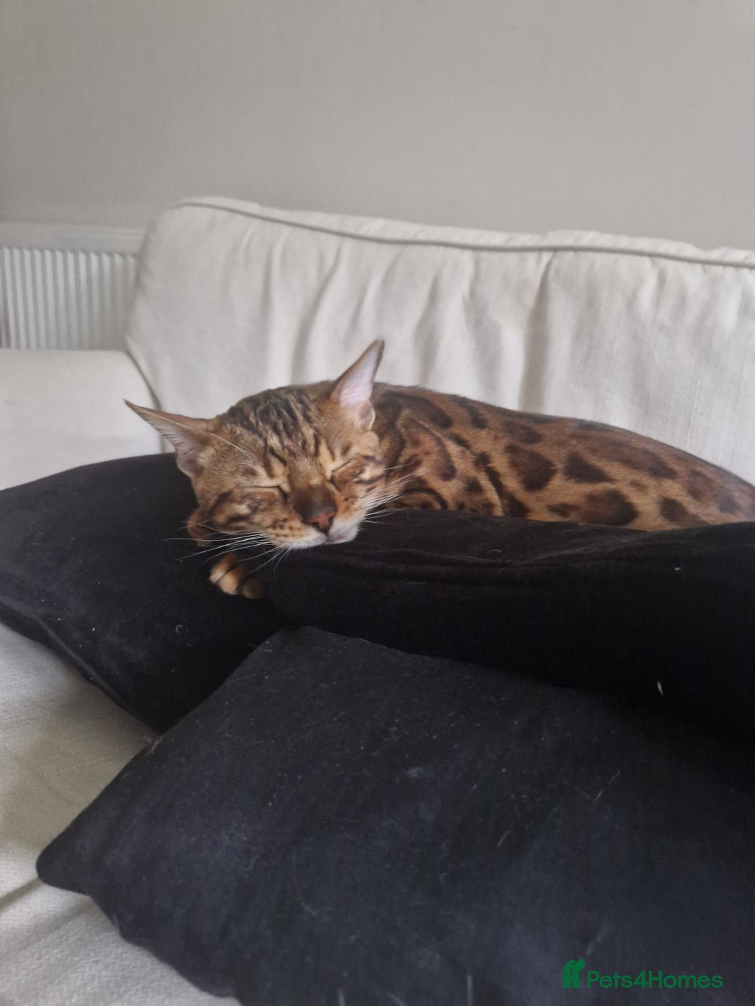 Bengal cats for sale: Gorgeous Bengal Glitter Boy - Advert 3