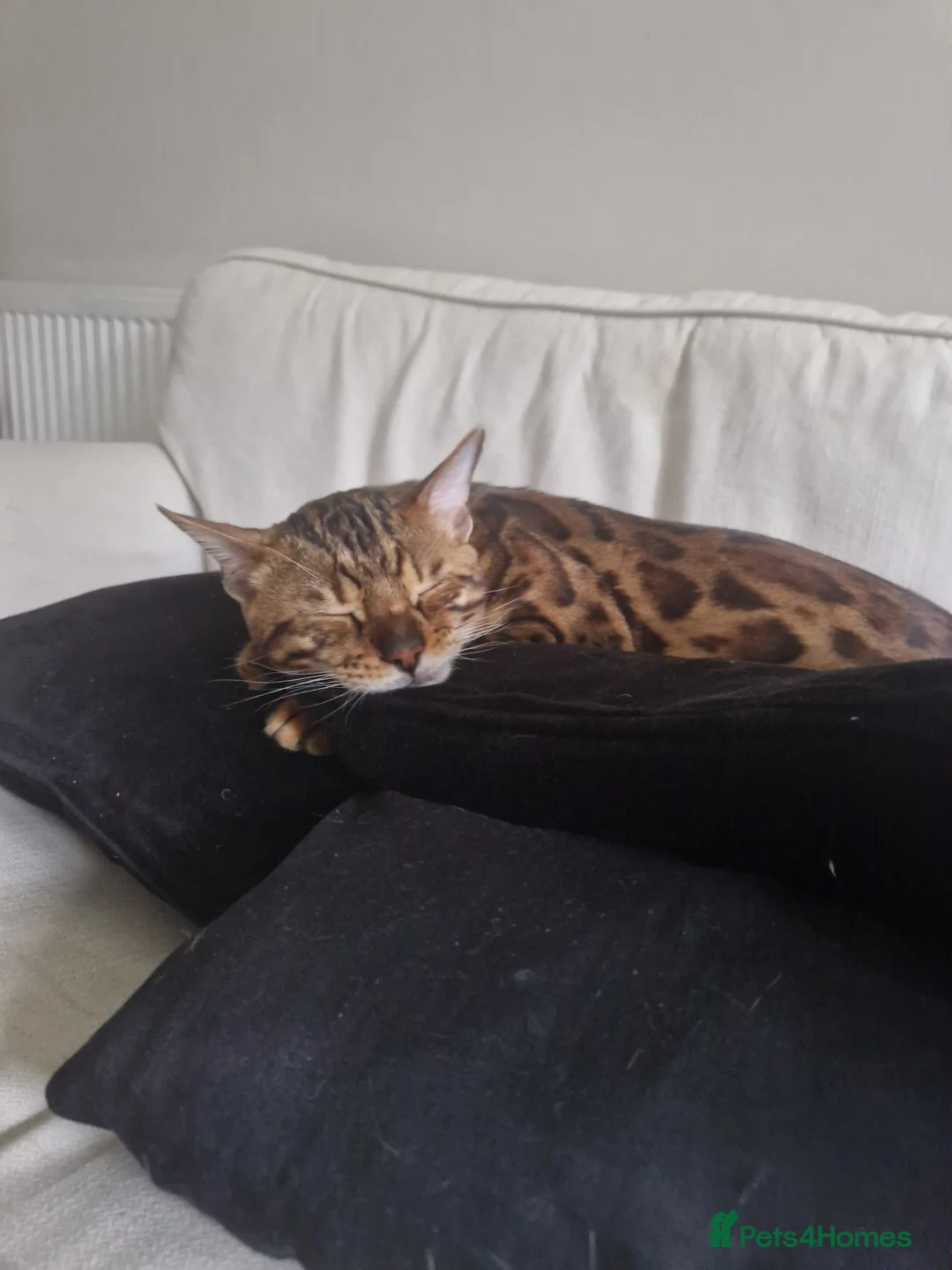 Bengal cats for sale: Gorgeous Bengal Glitter Boy - Advert 3