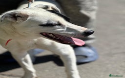Mixed Breed dogs for adoption: LUCY - a Superb young Girl for a Loving Home - Image 12