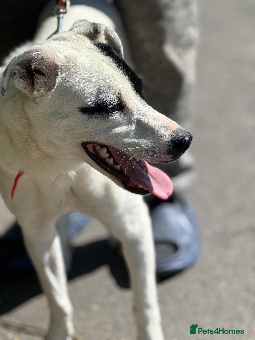 Mixed Breed dogs for adoption: LUCY - a Superb young Girl for a Loving Home - Image 12