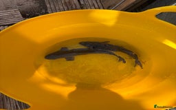 Koi Carp fish for sale: Pond fish carp/koi - Image 11