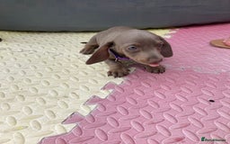 Dachshund dogs for sale: Litter of 8 - Image 7