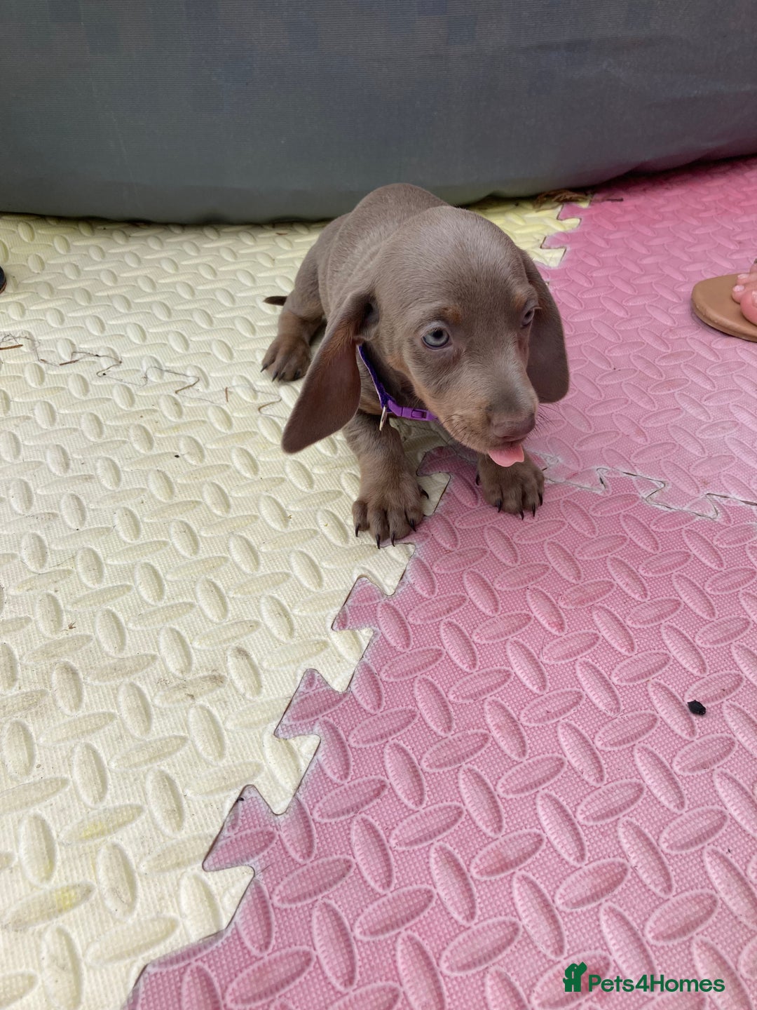 Dachshund dogs for sale: Litter of 8 - Image 7